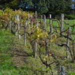 Vignes 2