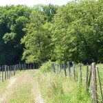 Chemin rural 2 été 2016