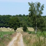 Chemin rural été 2016