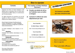 Fiche de reconnaissance frelon asiatique_1_2019