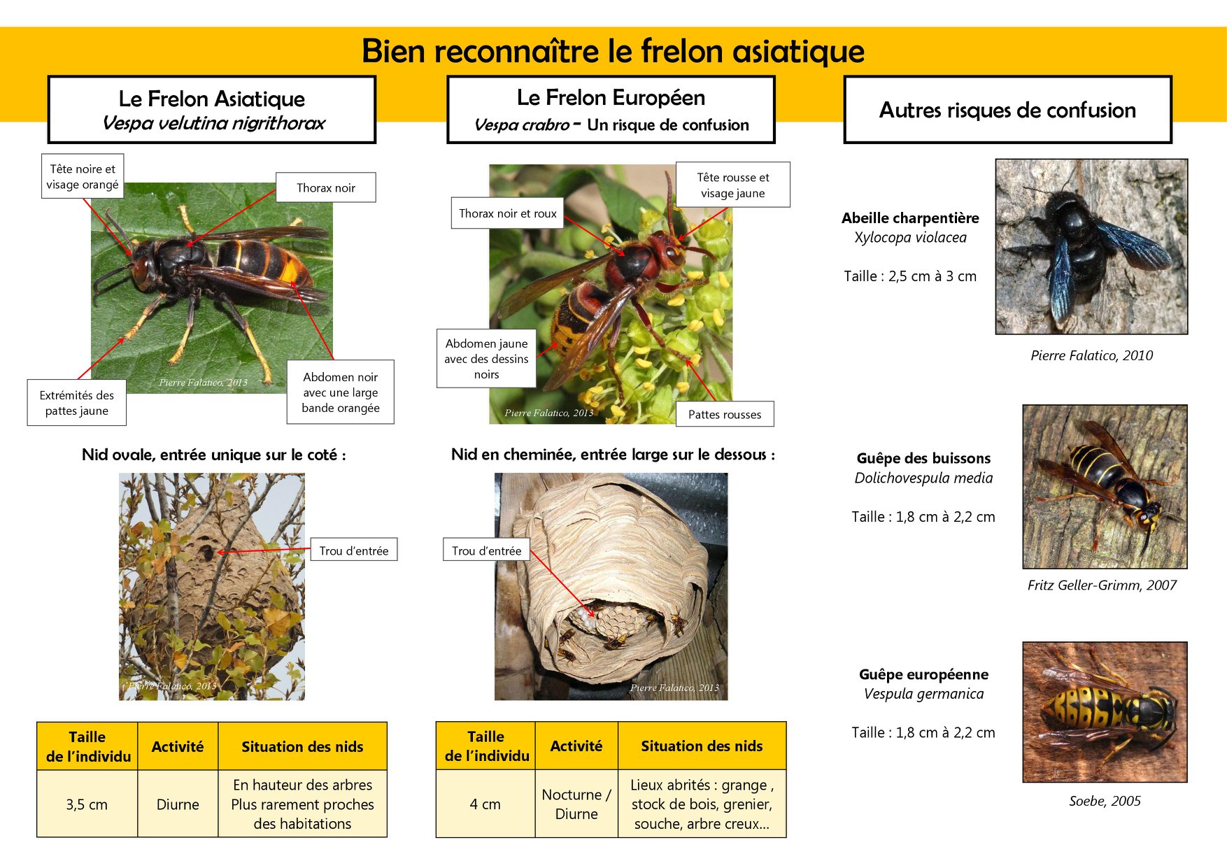 Fiche de reconnaissance frelon asiatique_2019